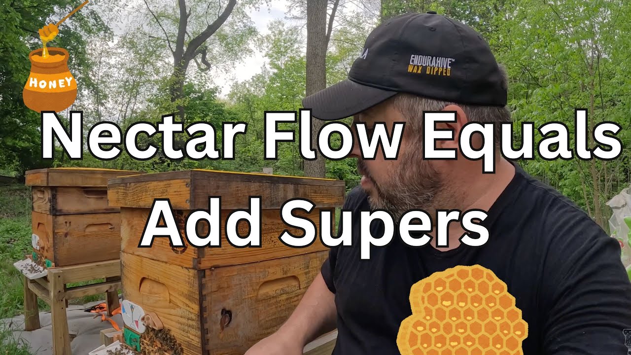 The TIME is NOW | Adding Honey Supers !