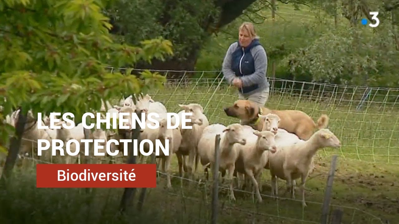 Une étude sur les chiens de protection
