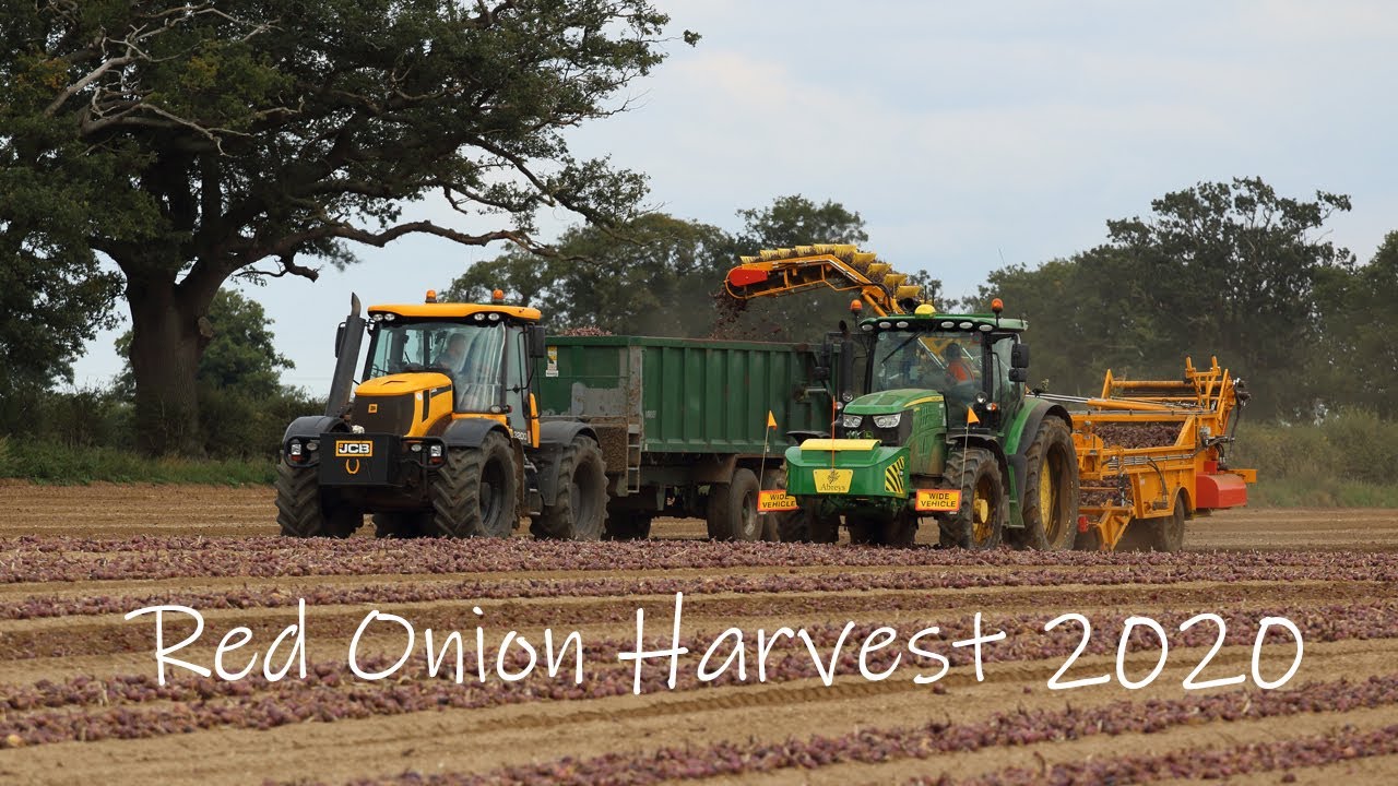 RG Abreys Red Onion Harvest 2020 Ft. Beard Farms