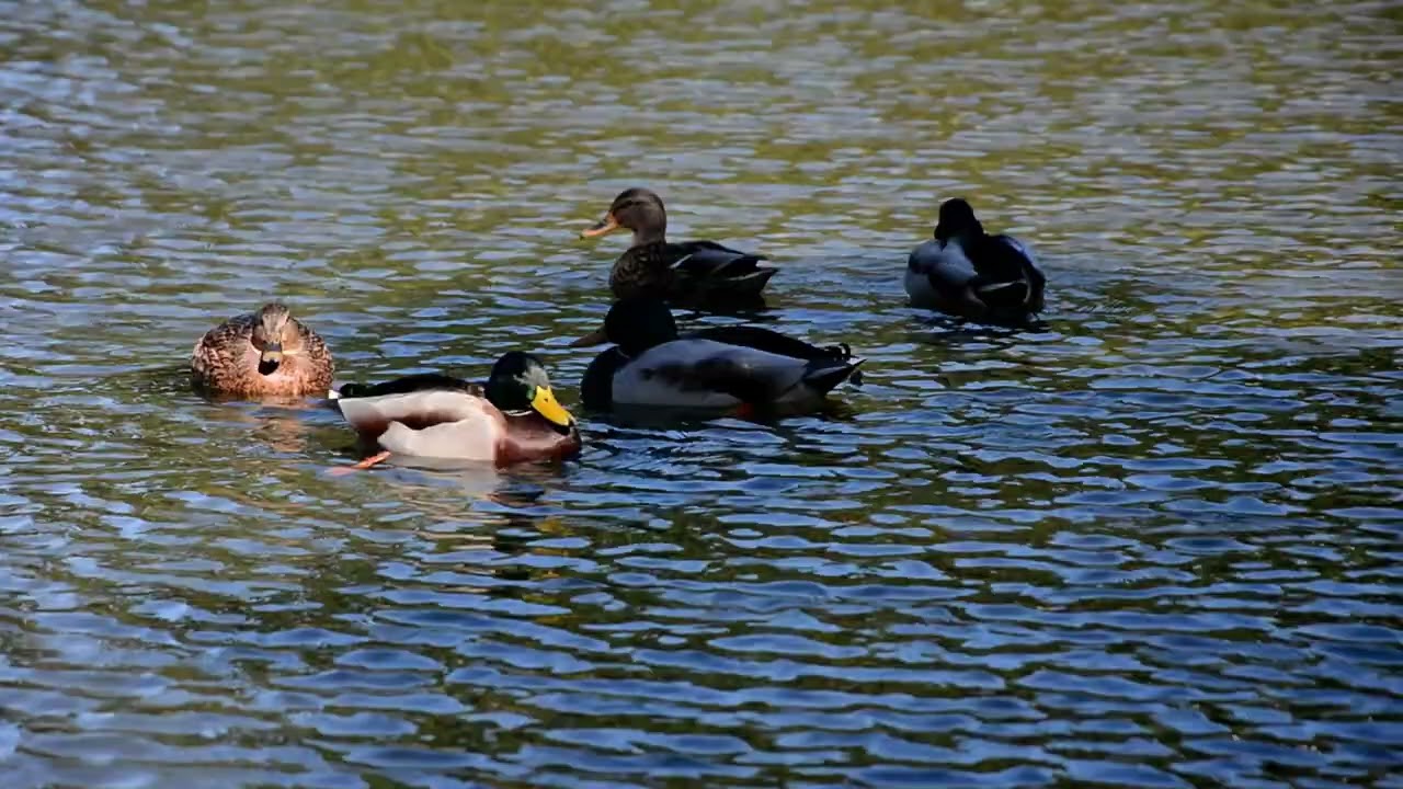 Watching Mallard in Japan ဘဲ​ခေါင်းစိမ်း  သွားကြည့်မယ် (2508)