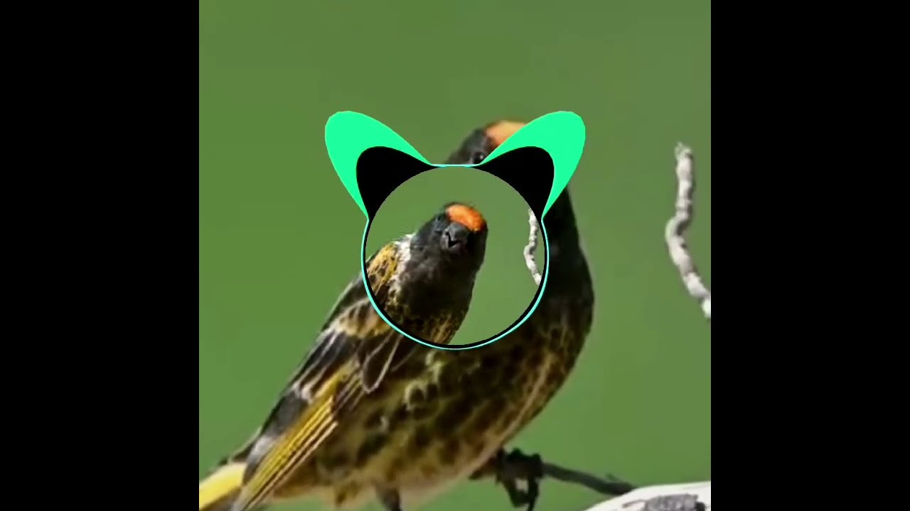 صدای گلسر مست خانگی