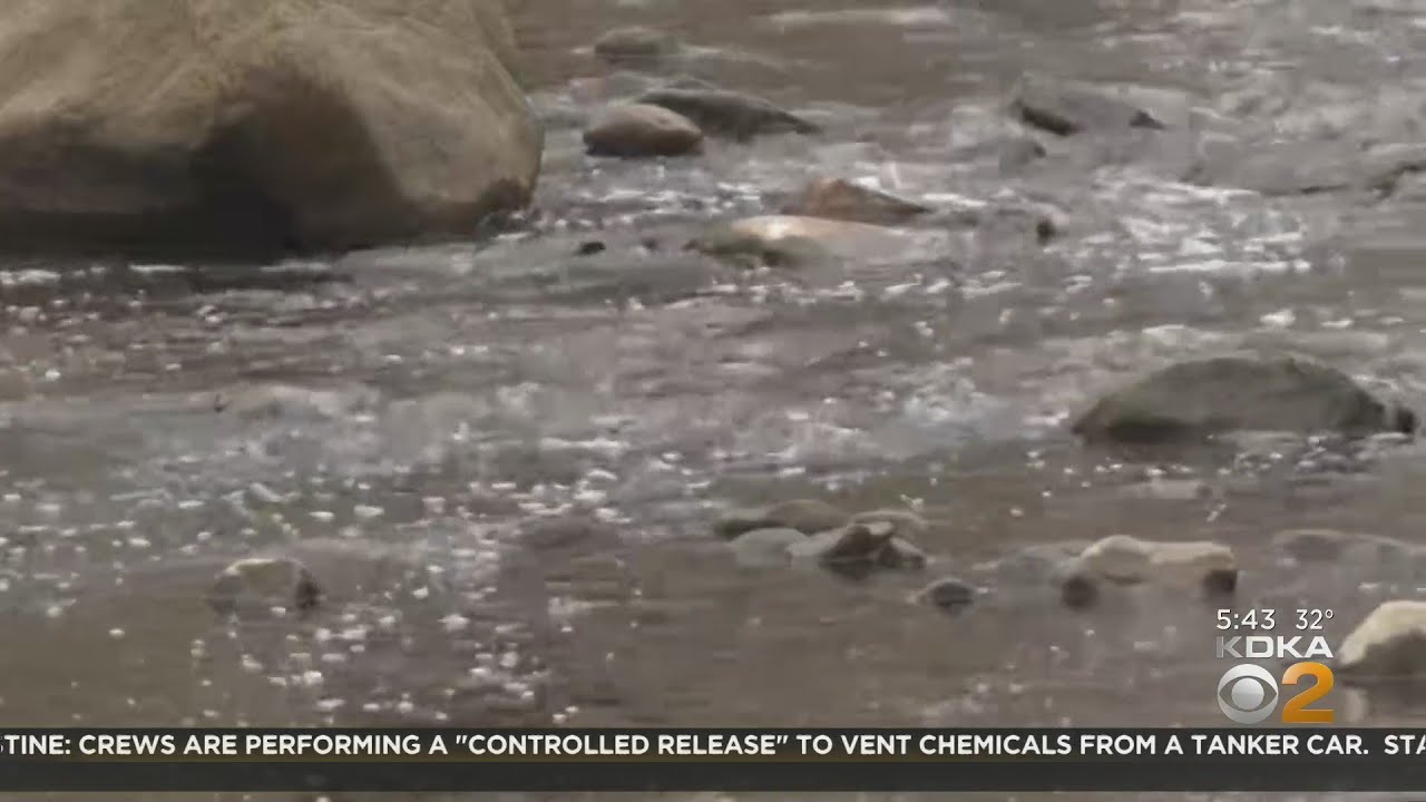 Dead fish found in Leslie Run near East Palestine train derailment