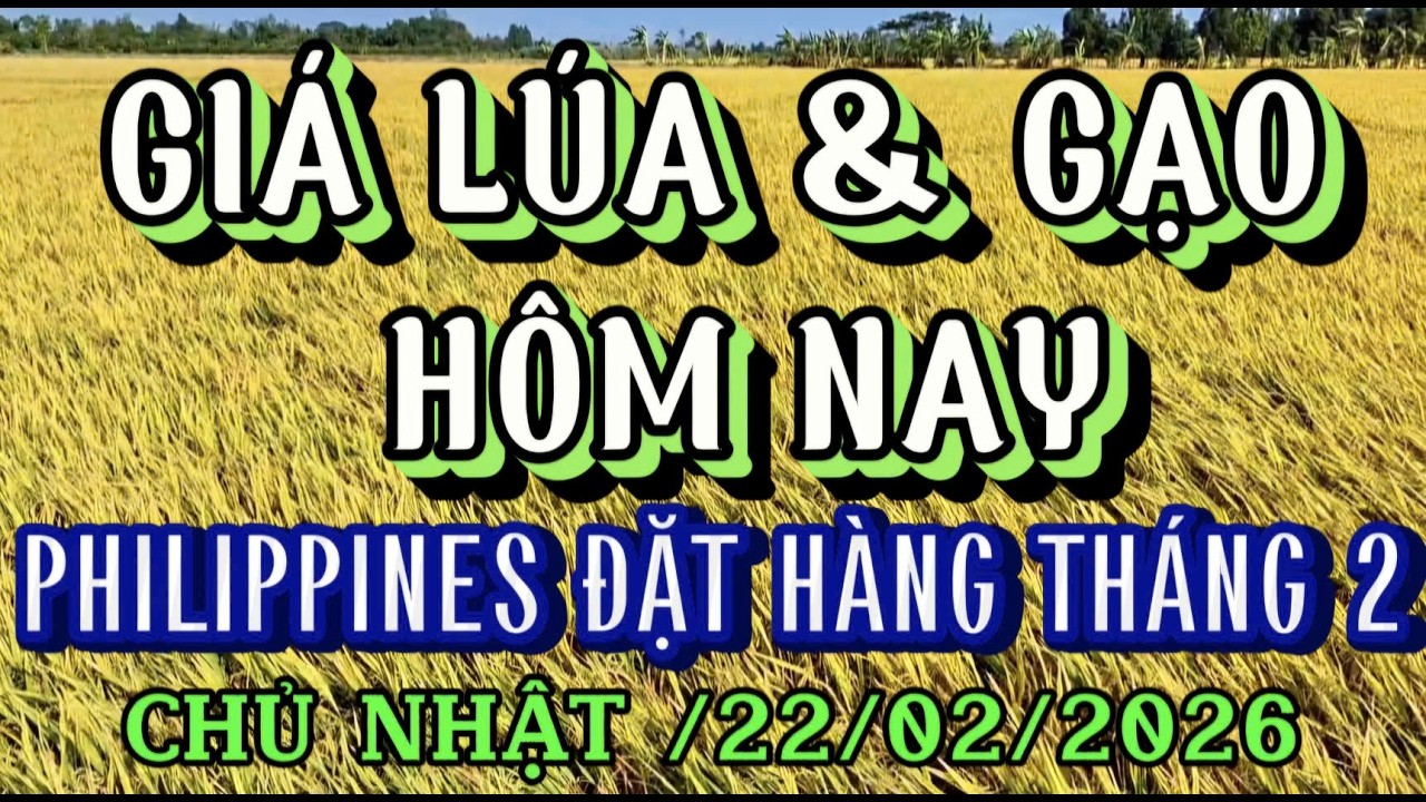 GIÁ LÚA & GẠO HÔM NAY CHỦ NHẬT /22/02/2026| Giải Trí Miền Tây