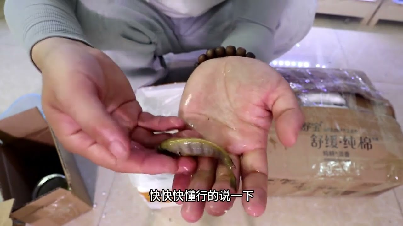 粉丝盲盒开箱：20公分的大猛鱼，不知道是什么品种