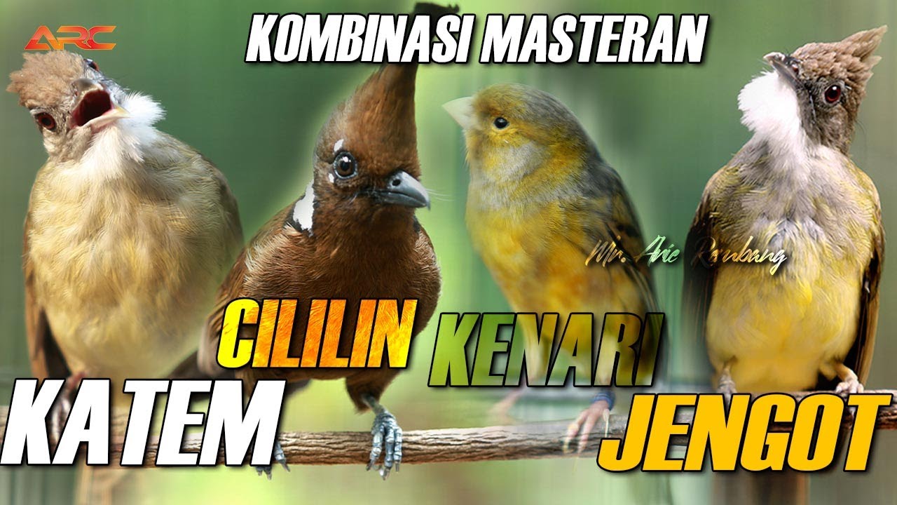 KAPAS TEMBAK GACOR - CUCAK JENGGOT - CILILIN - KENARI
