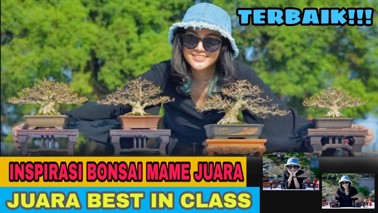 INSPIRASI BONSAI MINI TERBAIK / BONSAI SHITO / BONSAI SMALL / INSPIRASI BONSAI ANTING PUTRI
