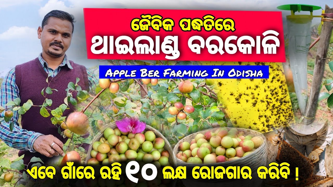 ଛଅ ମାସର ଗଛରେ ଝୁଲୁଛି ୫୦ କିଲୋ ଲାଲ ସବୁଜ ରଙ୍ଗର ଥାଇଲାଣ୍ଡ ବରକୋଳି || Apple Ber Farming In Odisha #AppleBer