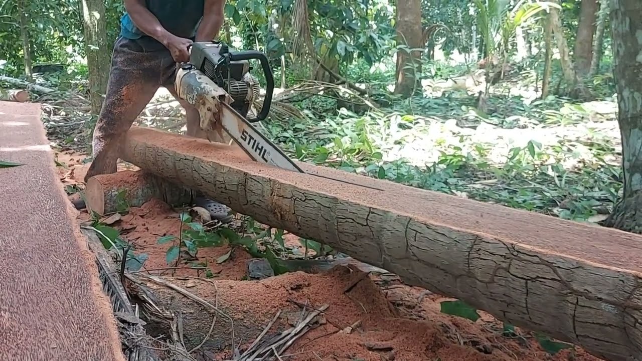 ตัดไม้มะพร้าวโคตรแก่จัดเหมื่อนต้นตาลเลย@ตัดไม้บ้านนา