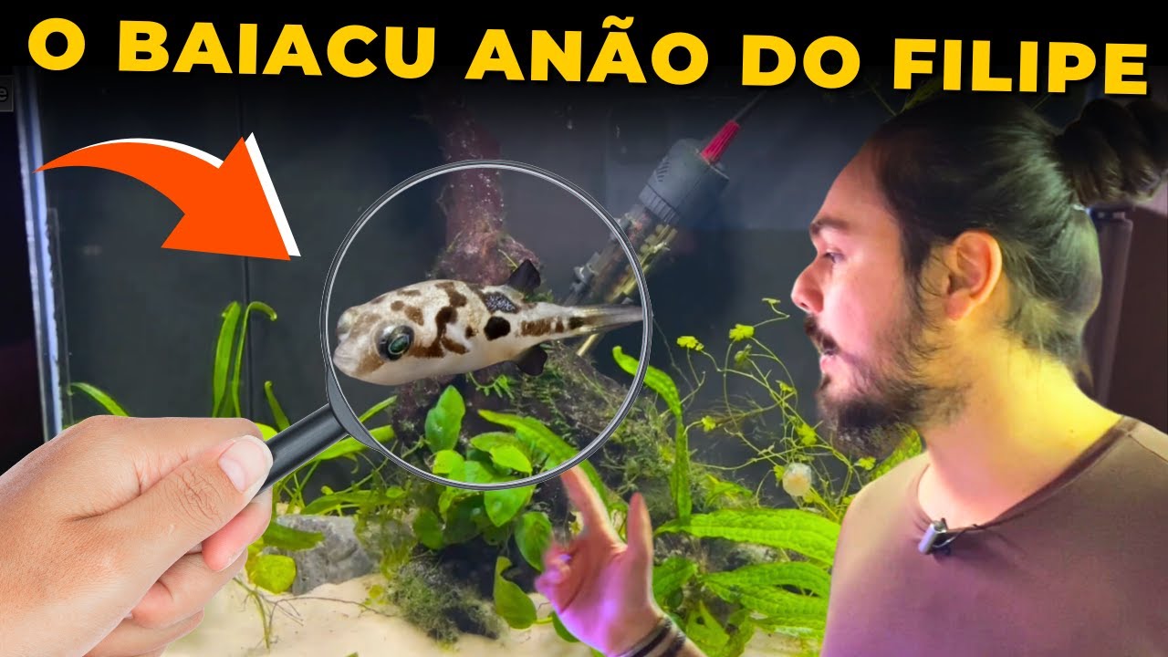 🔴O AQUÁRIO DE BAIACU ANÃO DO FILIPE |Mr. Betta|