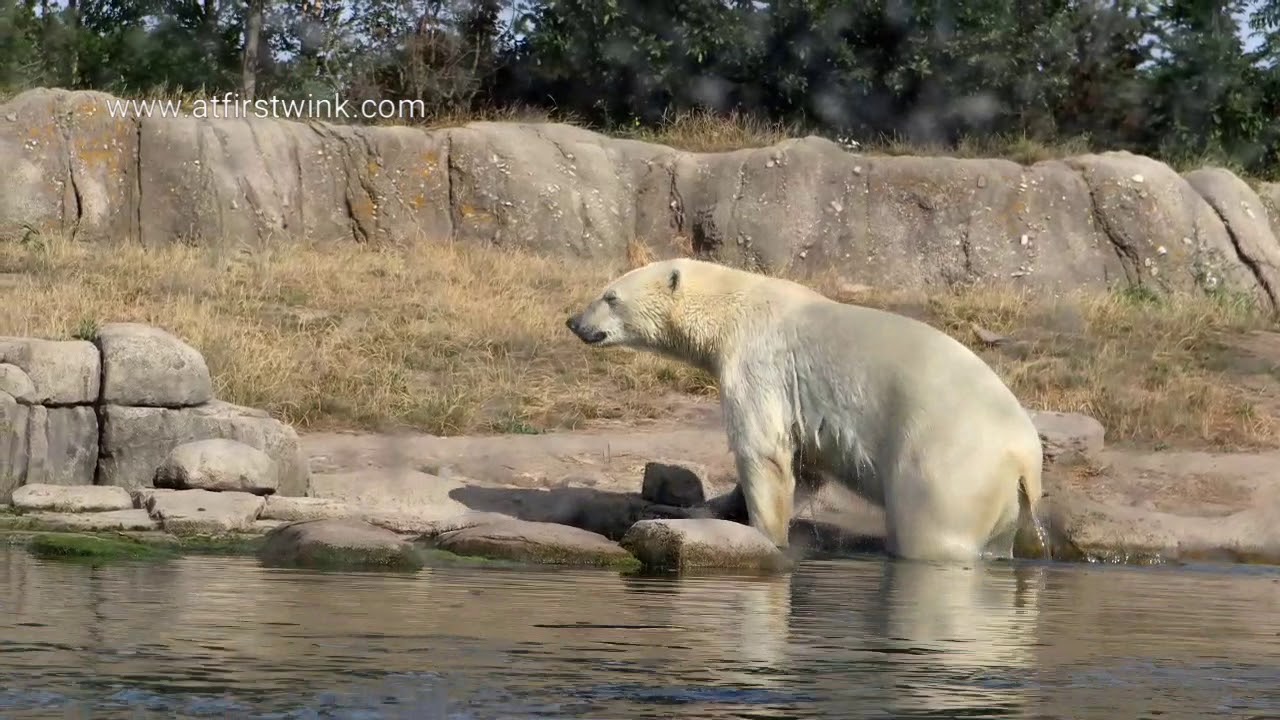 [4K] Diergaarde Blijdorp zoo in Rotterdam