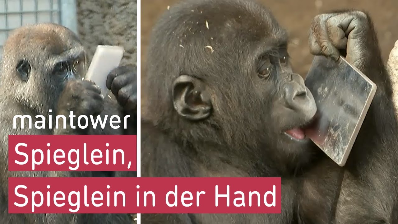 Affe im Spiegel | maintower