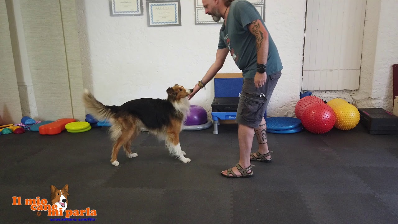 Come insegnare il Back al proprio cane