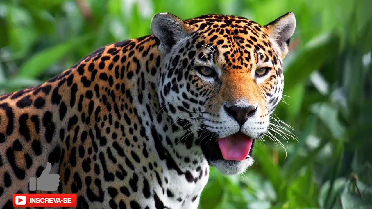 EFEITO DE SOM- Jaguar (onça pintada) - SOUND EFFECT- Jaguar (Jaguar)