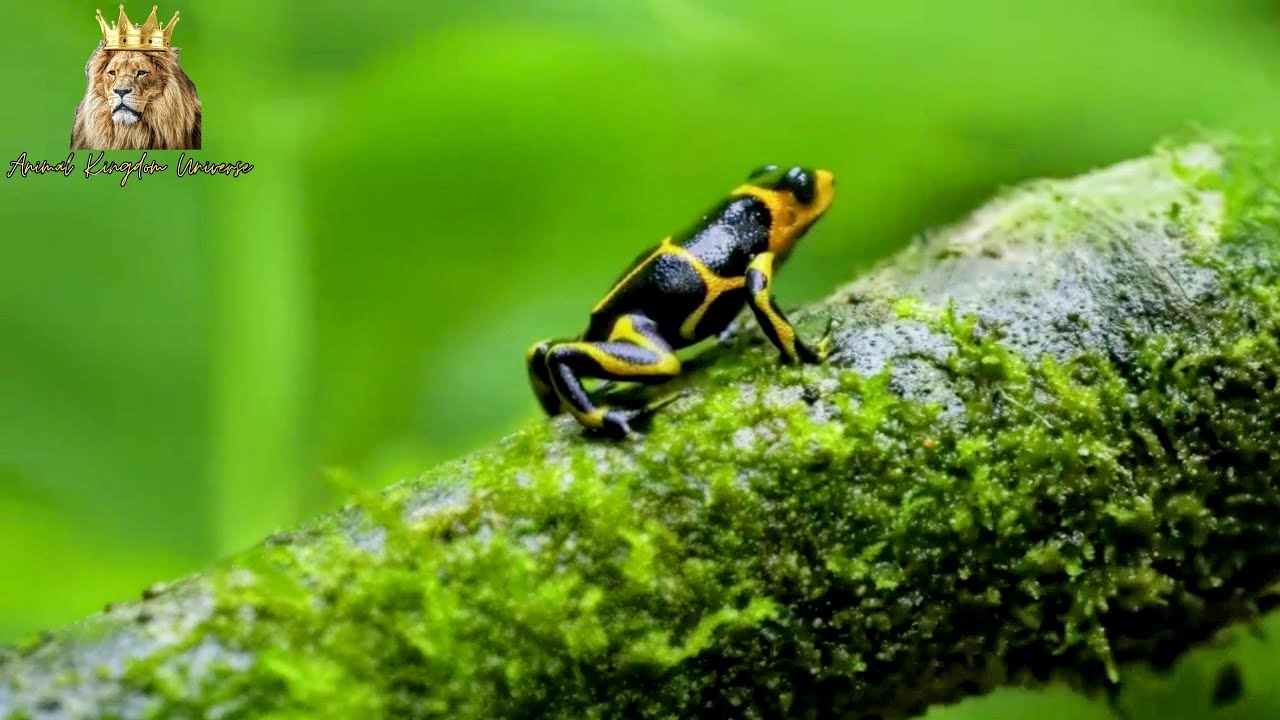 Exotic Animal Myths Debunked - Separating Fact From Fiction ( Part 1)