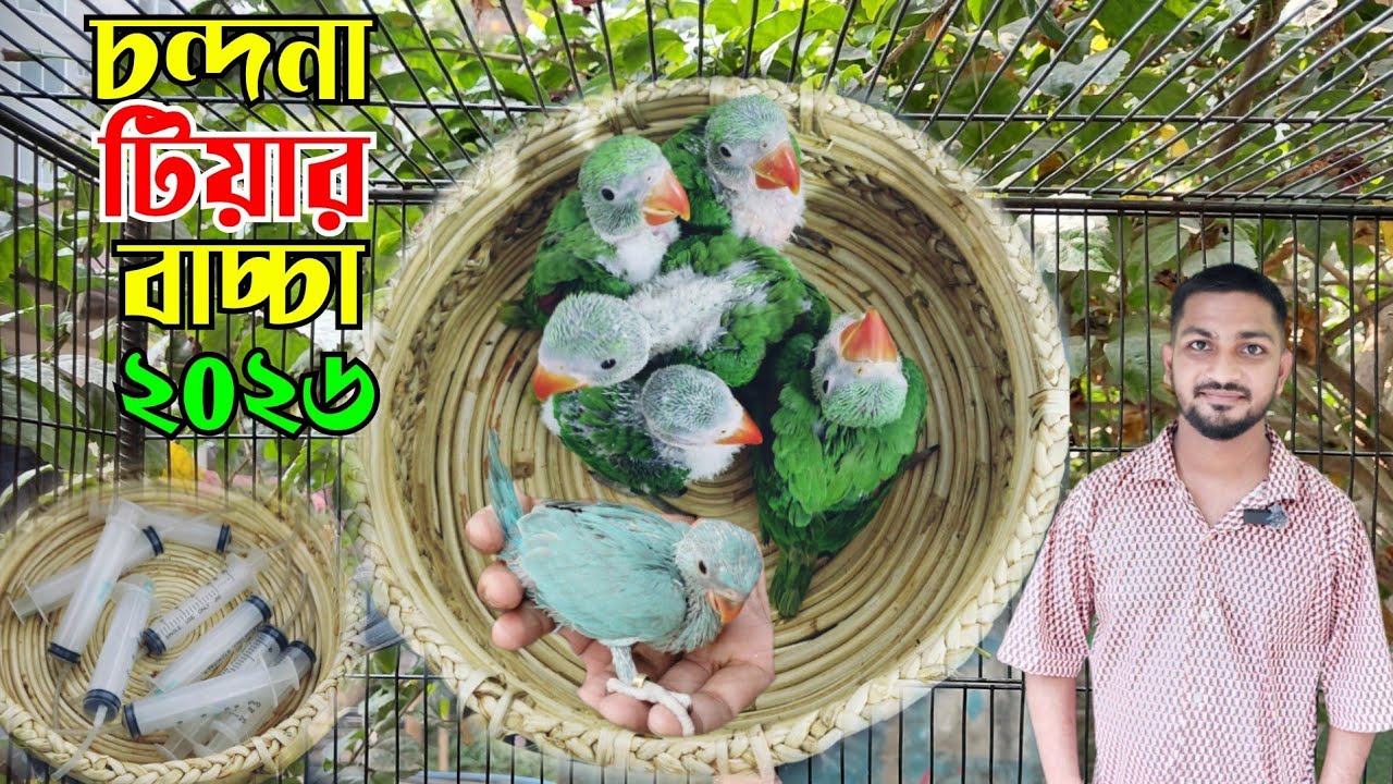 চন্দনা টিয়ার বাচ্চা ছেলে মেয়ে চেনার উপায় || চন্দনা বাচ্চার দাম || Ringneck baby price 