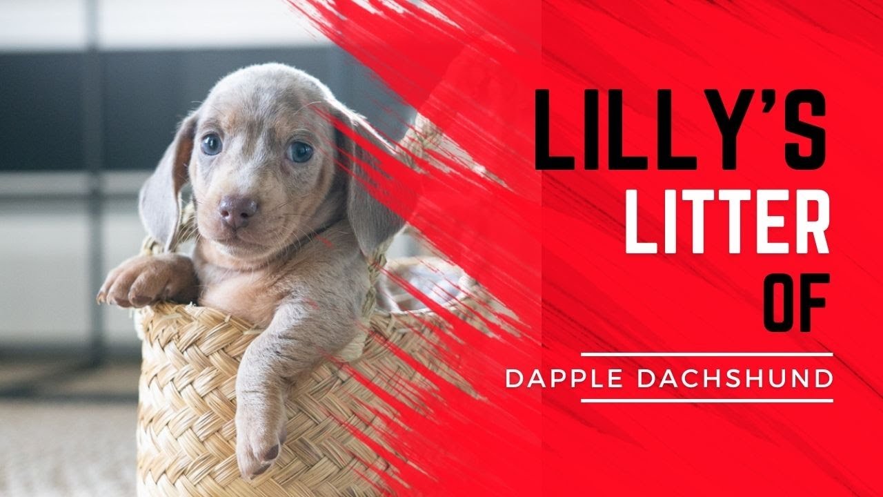 Lilly's Dapple Dachshund Puppies Are Available!