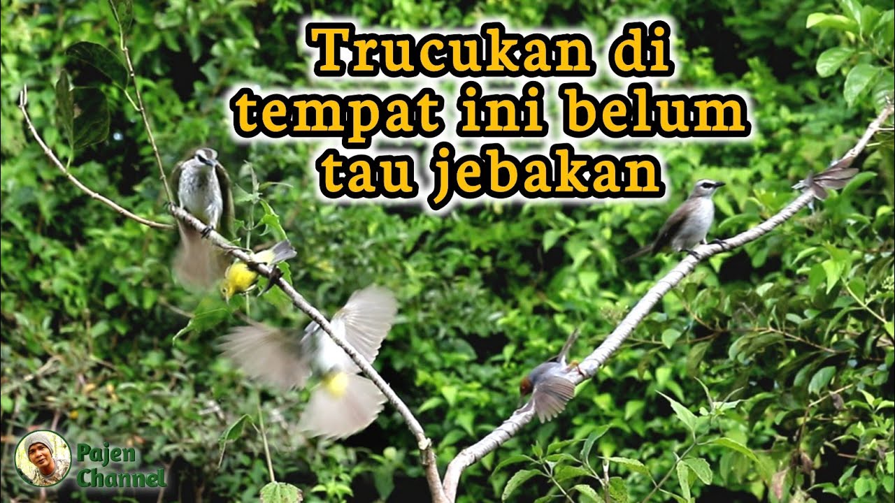 Mikat Burung Trucukan Tercepat Dapat Banyak