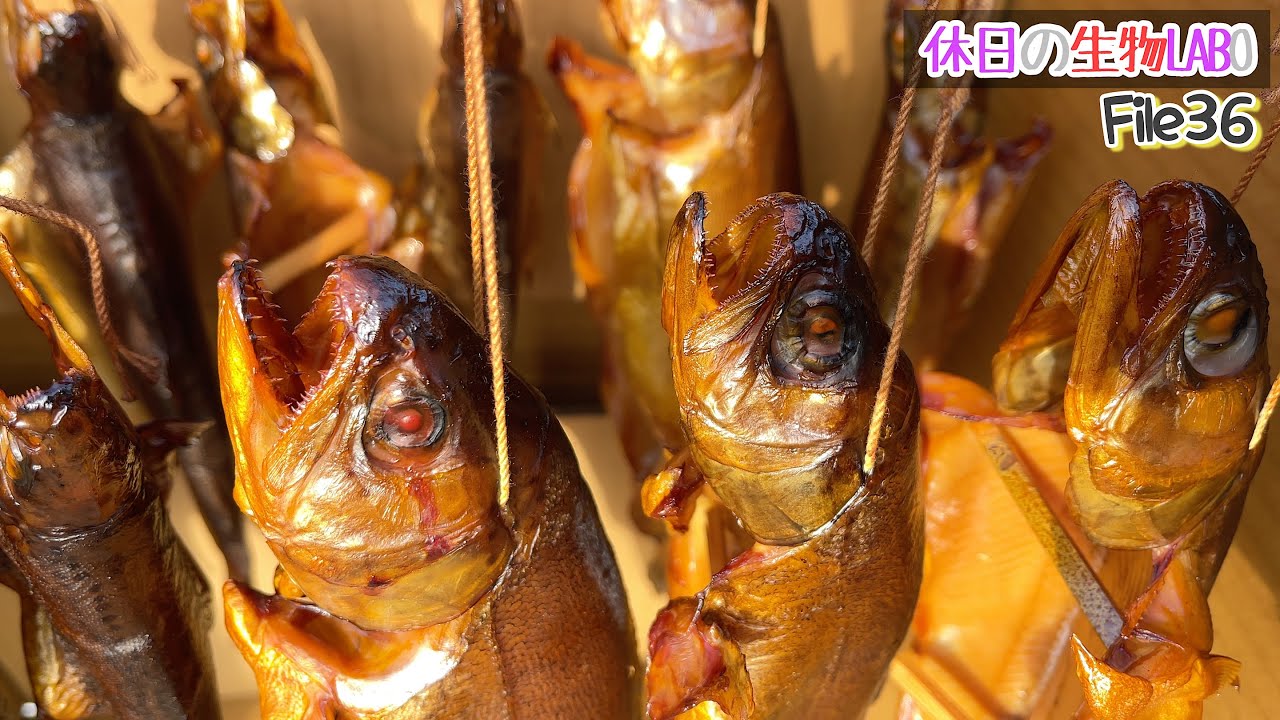 ニジマスの燻製を作ろう(ダンボールを使って燻した全ての工程をこの動画に）