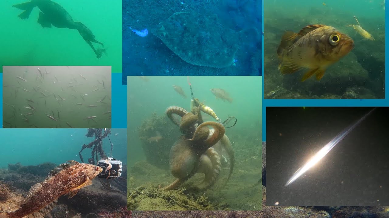 【水中映像】バイトシーン総集編（Predation scene omnibus）