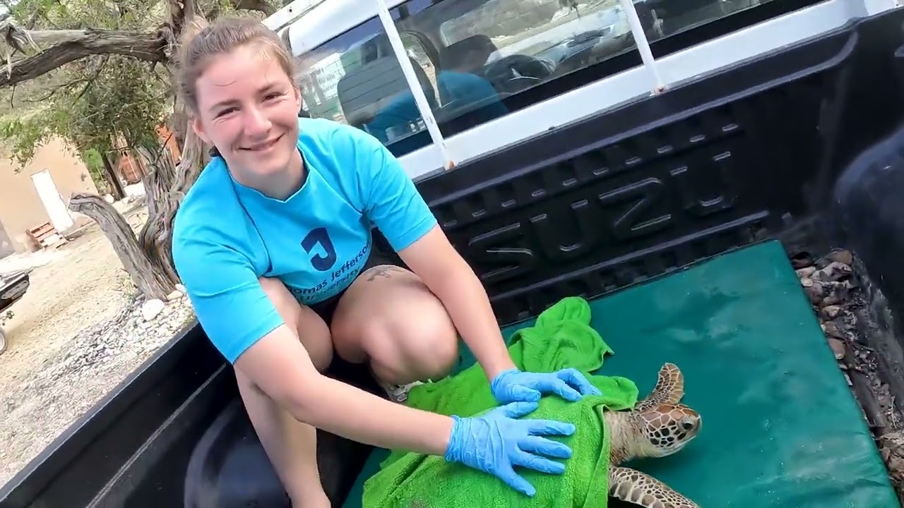 Inside a Sea Turtle Research Trip to Curaçao with Jefferson Biology Students