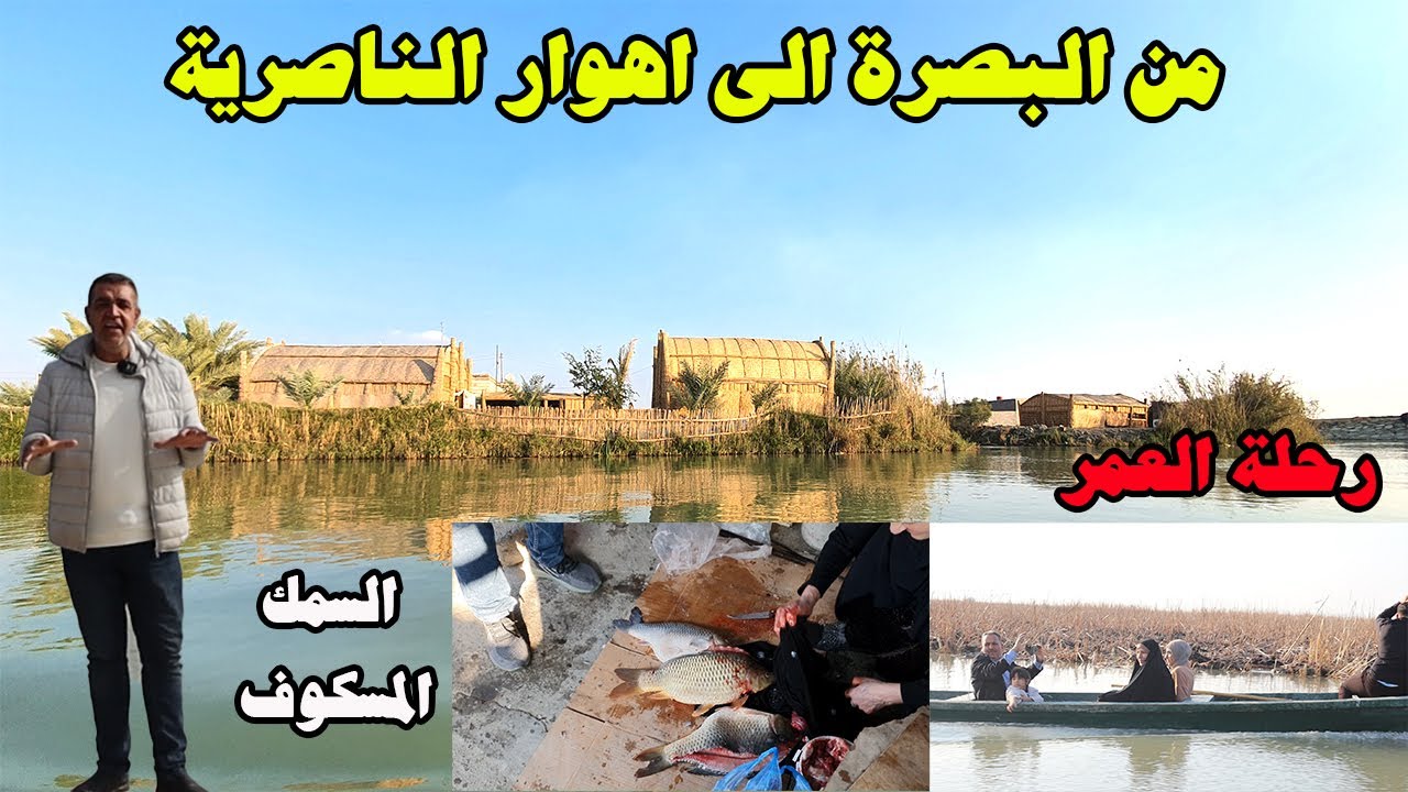 من البصرة الفيحاء الى اهوار الجبايش في العراق والسمك المسكوف وجولة في المشحوف في الاهوار رحلة  العمر