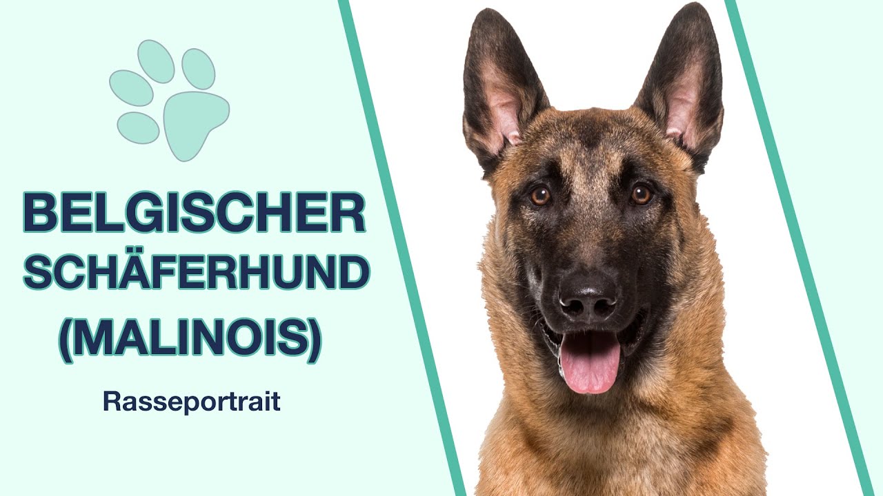 Belgischer Sch&auml;ferhund (Malinois) im Rasseportrait | Ein klassischer H&uuml;tehund?