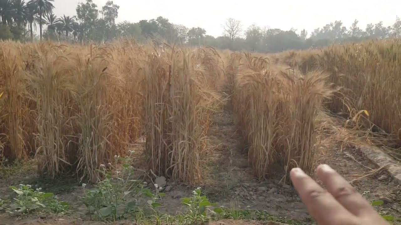 barley research area 