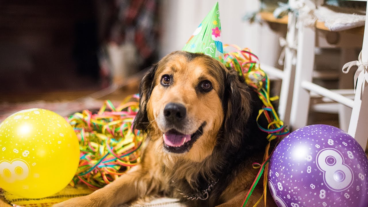 Happiest Dog in the World | Nanook&acute;s Birthday
