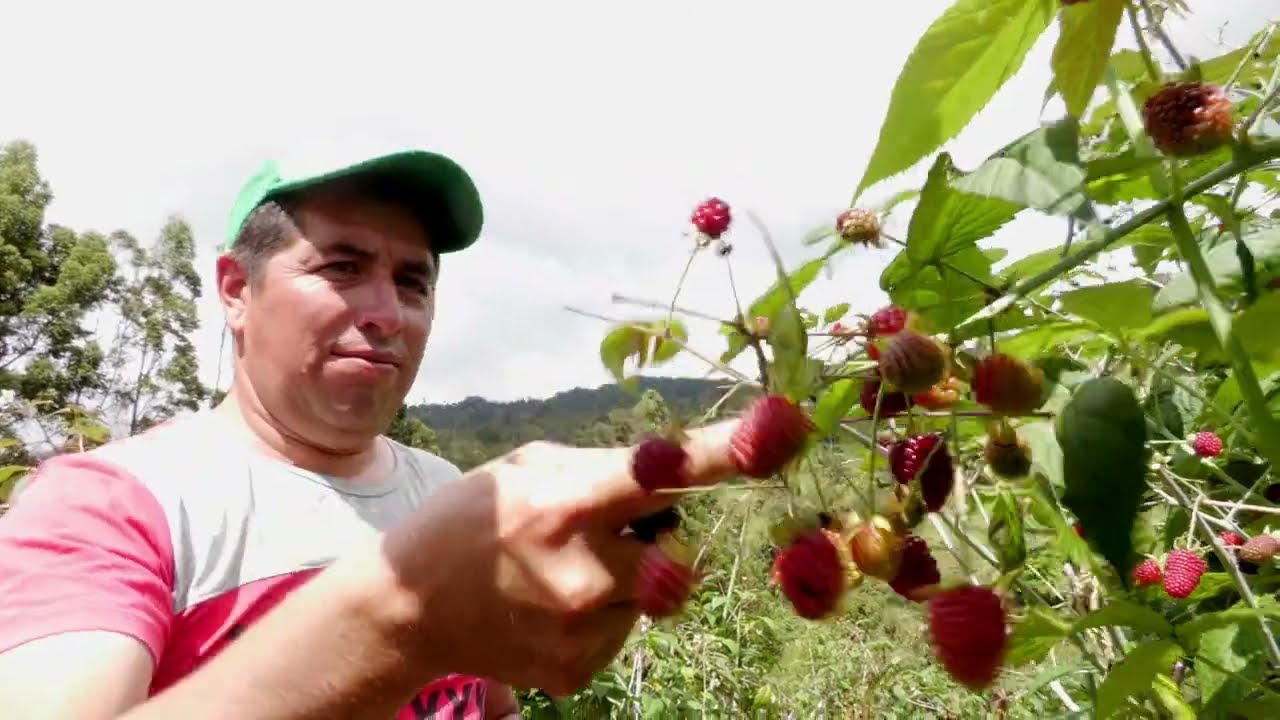 Mora bajo el modelo de agricultura limpia de Asohofrucol - Somos Agricultura Tropical