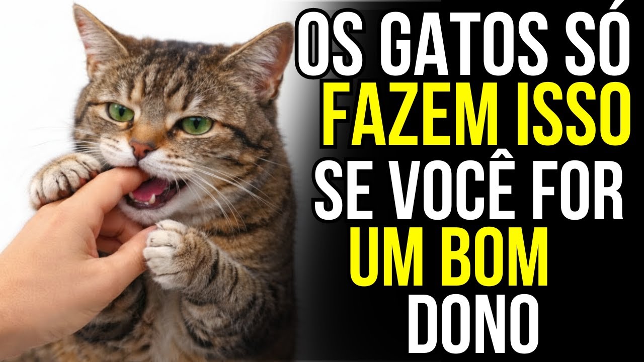 20 coisas que os gatos só fazem quando estão realmente felizes