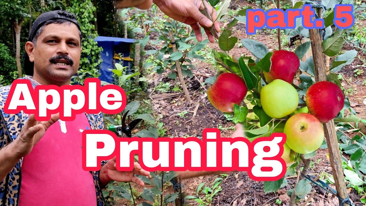 Apple Pruning Kerala | Apple plantation in kerala | Idukki | How to grow kashmir apple plant in home