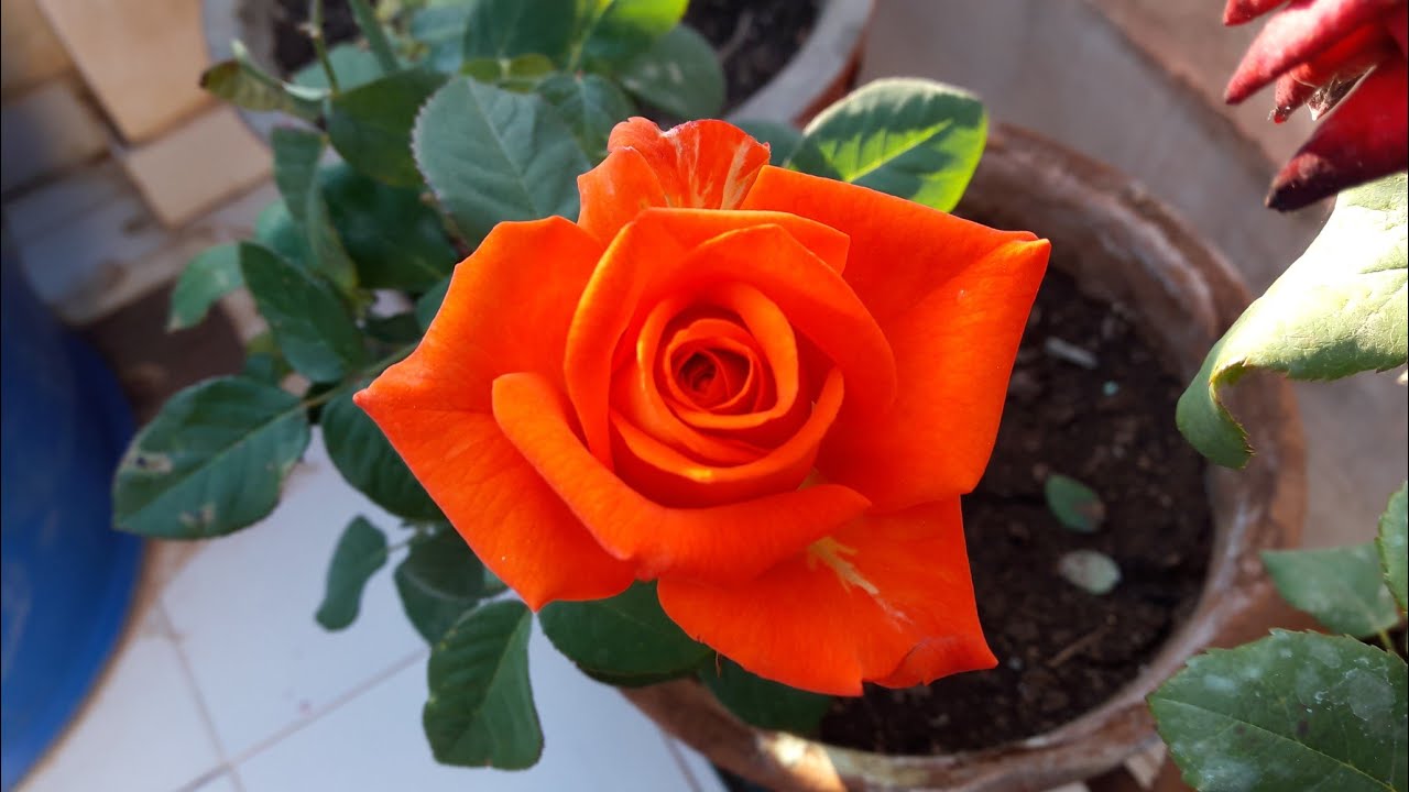 How to Grow Rose Plant by Cutting || गुलाब को कलम से कैसे उगाएं