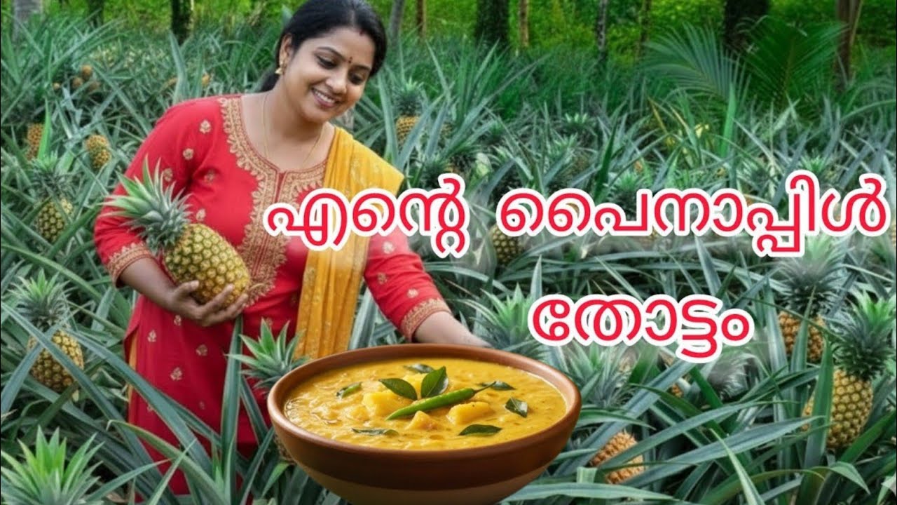 എന്റെ പൈനാപ്പിൾ വിളവെടുപ്പും സ്പെഷ്യൽ പുളിശ്ശേരിയും /നിങ്ങൾക്കും ഉണ്ടാക്കാം വീട്ടിൽ ഒരു തോട്ടം 