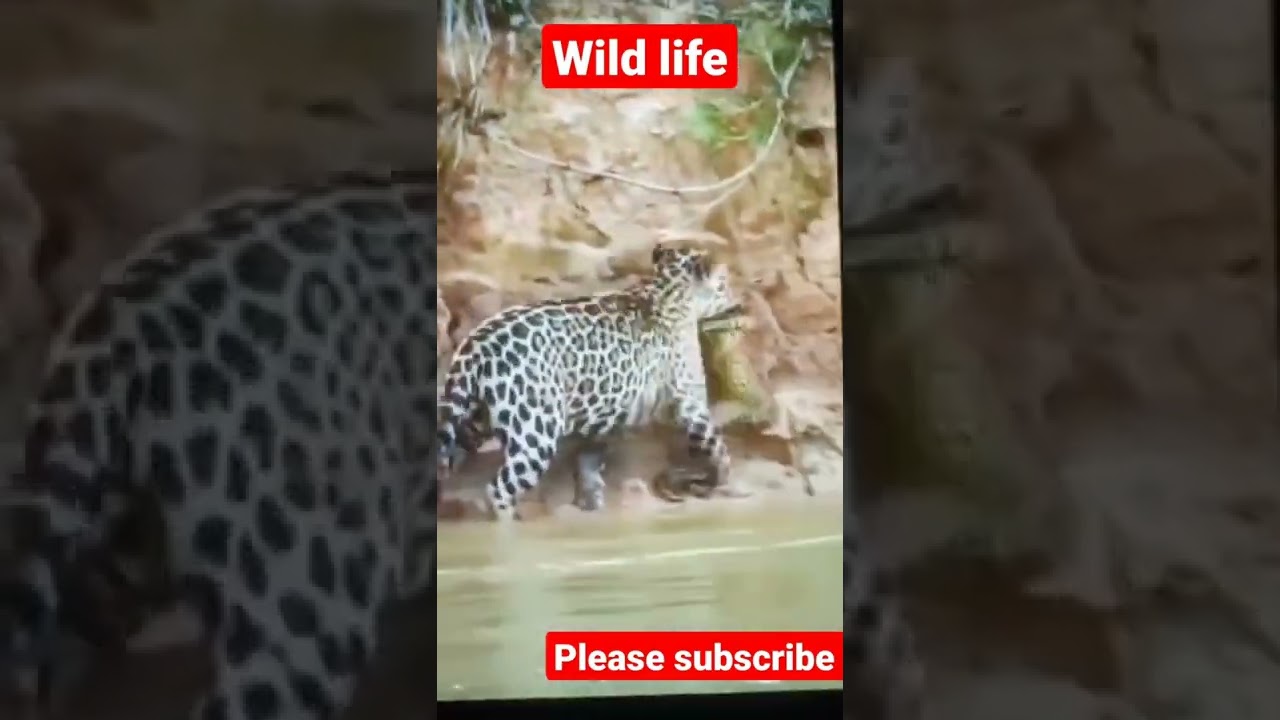 Wild life with forest sound.#wildlife #wildanimals #forestsoundwithmusic #forestsound