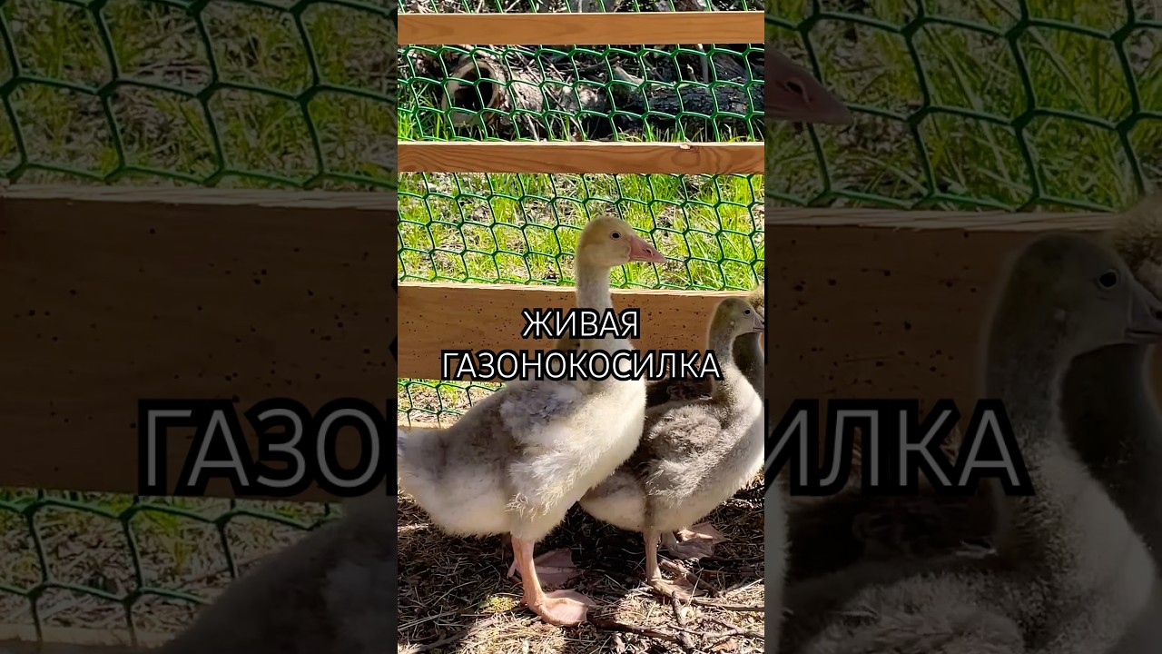 Гуси — охрана участка и газонокосилка 