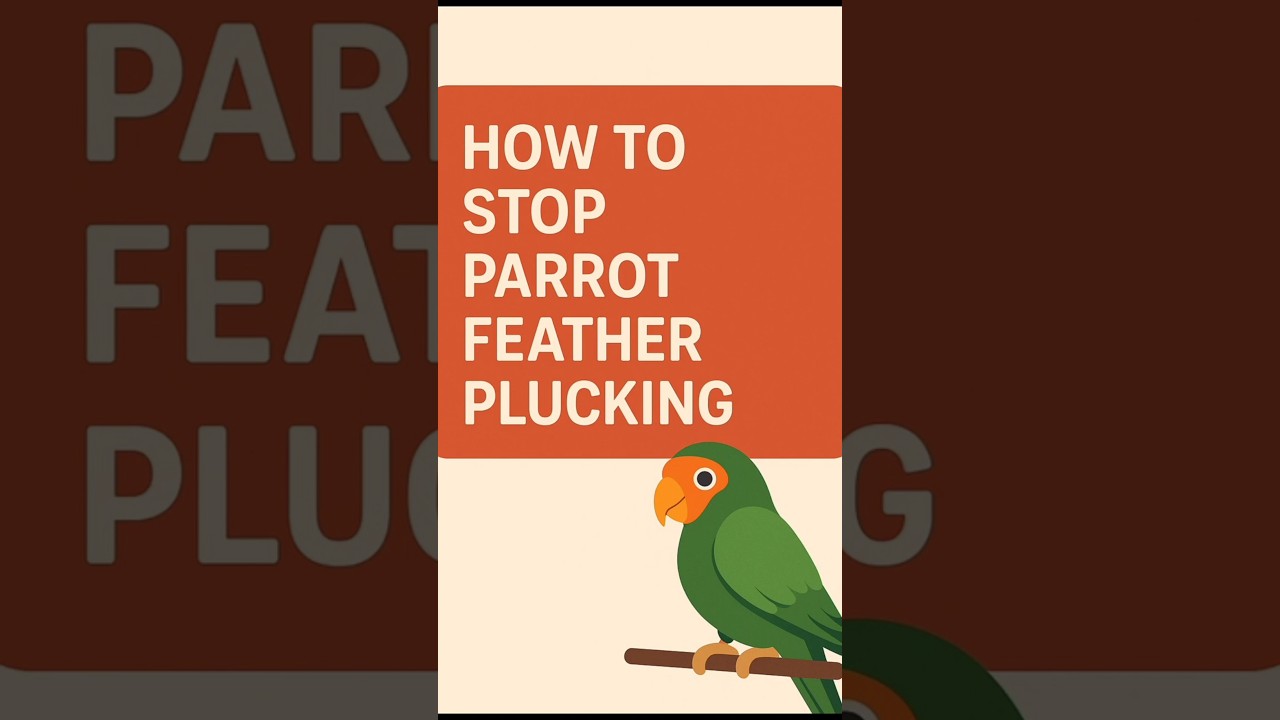 How to Stop Feather Plucking in Parrots!  t🦜❌  ✅:
