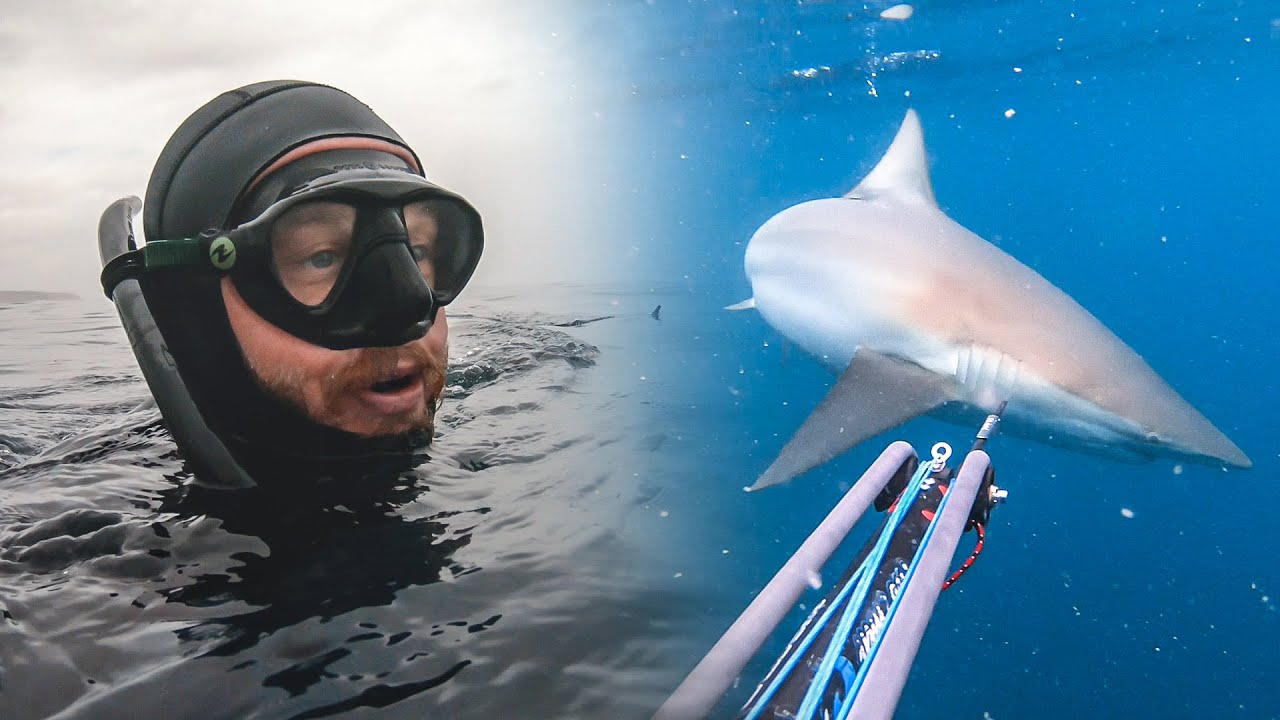 Spearo - SHARKS | SEALS | SASHIMI + Kingfish Filleting Tutorial