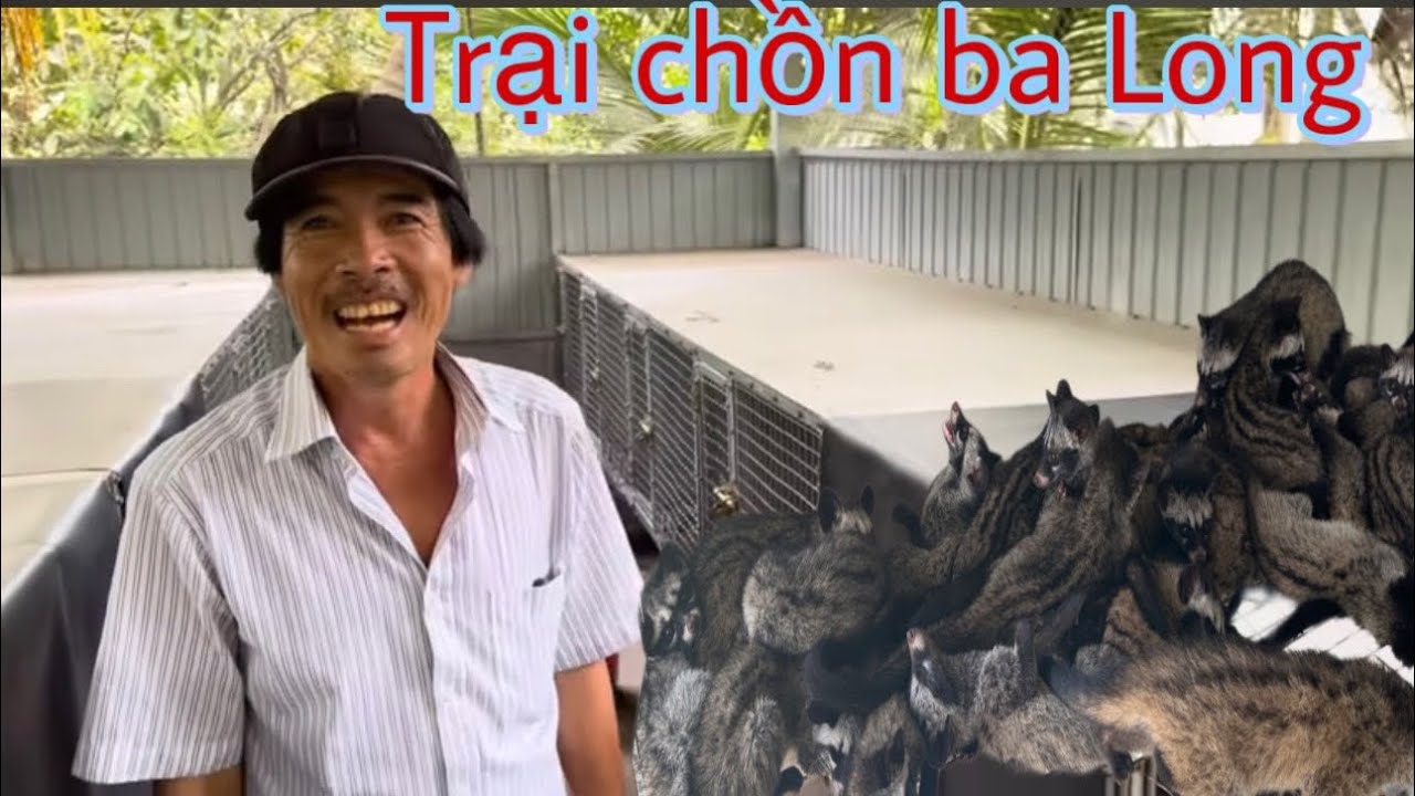 Độc lạ Trại Chồn hương đẻ như heo của bác nông dân 3 long tại Vĩnh long | Khương nhựt minh