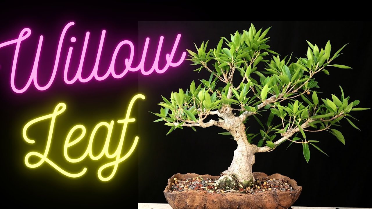 Willow Leaf Ficus Bonsai Tree. Ficus Salicifolia. Update on all 4 trees