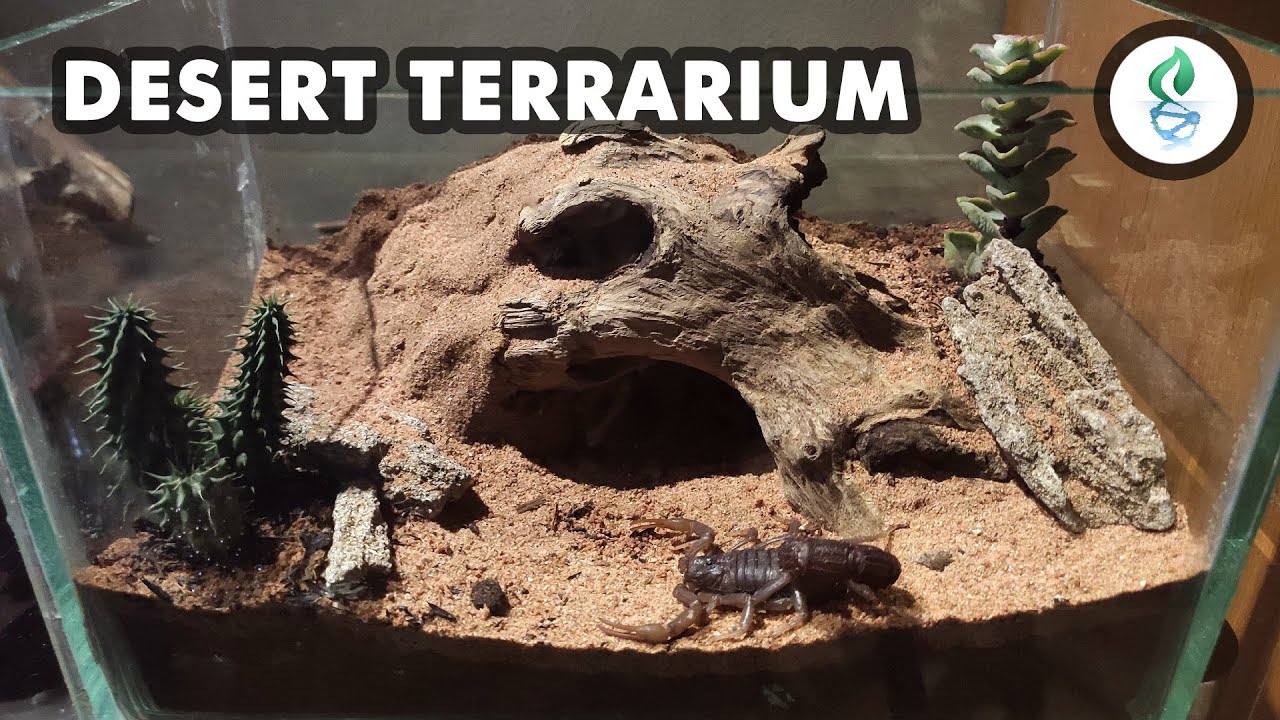 Видео о строительстве/проектировании пустынного террариума для скорпиона