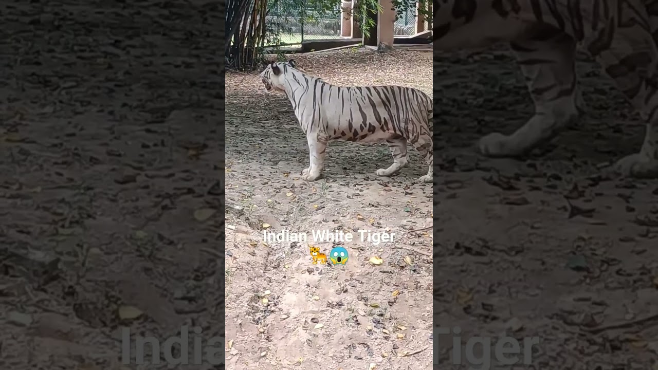 INDIAN WHITE TIGER 🐅🐅🐅🐯/LUCKNOW zoo / nawab wajid ali shah Zoo Lucknow Uttar Pradesh 