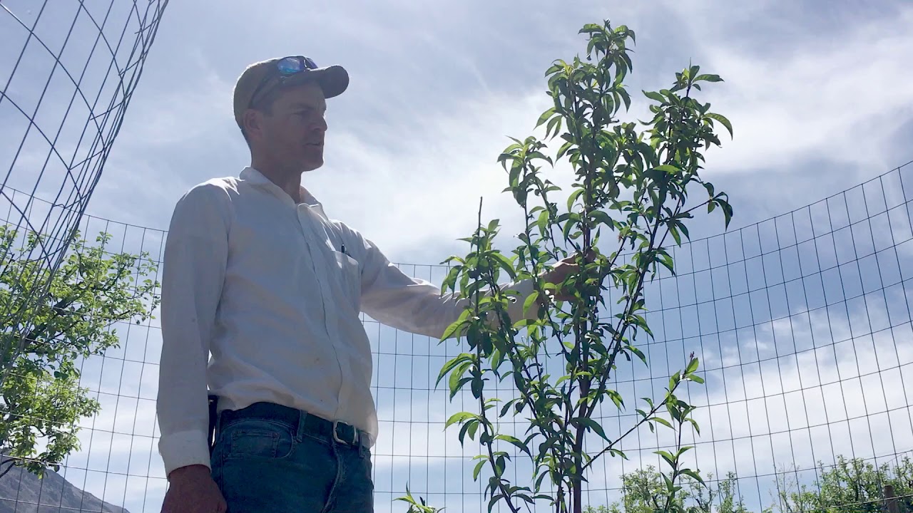 Структурная обрезка персикового дерева первого года