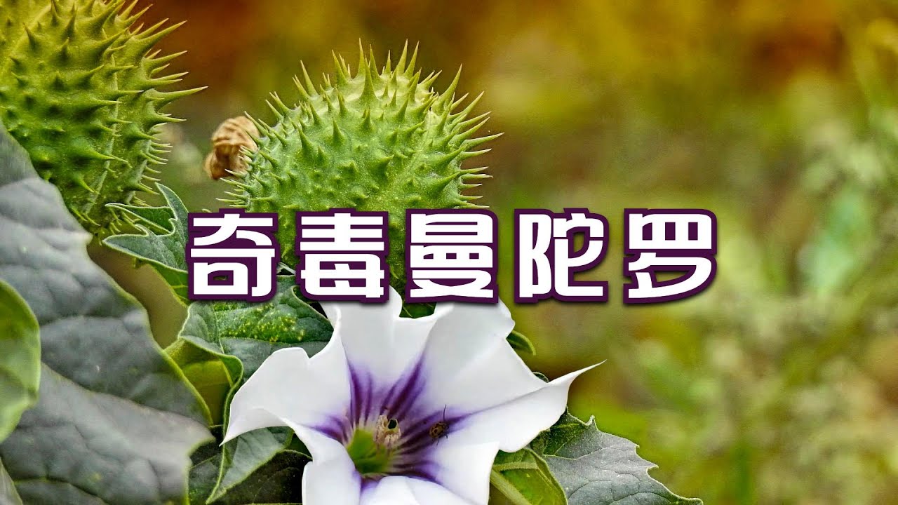 武林奇毒曼陀罗，真有书里说的那么玄？