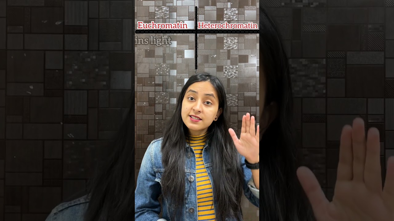 Euchromatin v/s Heterochromatin 