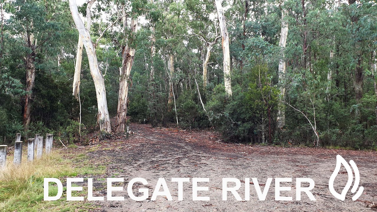 Delegate River Camping Area  - Errinundra National Park, Victoria
