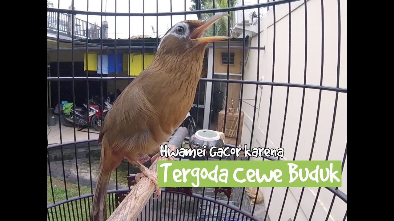 BRANDY WATCH : Cewe Buduk Merangsang Hwamei Jadi Gacor Di CASOL BIRD FARM