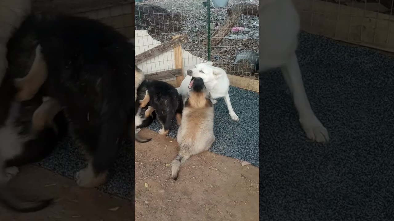 Prairie is The Best Mom