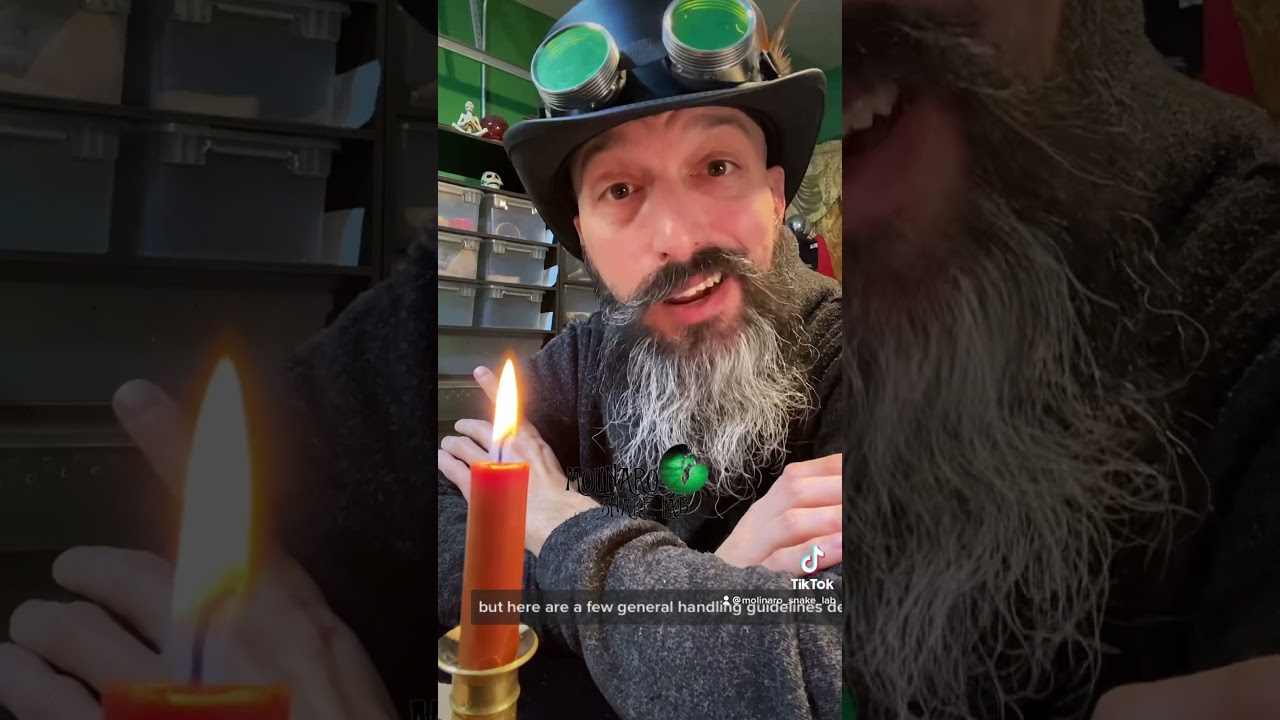 🐍 How often should you handle your snake? 🧪  #shorts #snakes #petsnakes