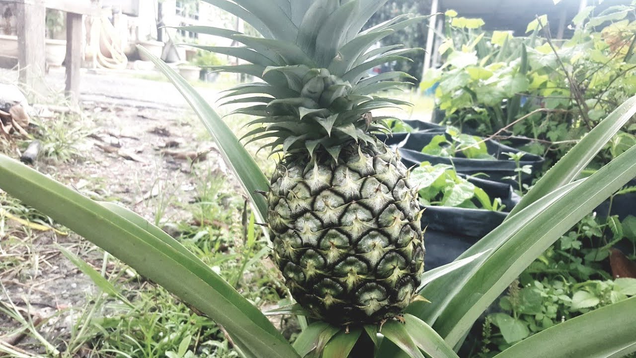 CARA UNTUK MEMBUAHKAN POKOK NANAS.