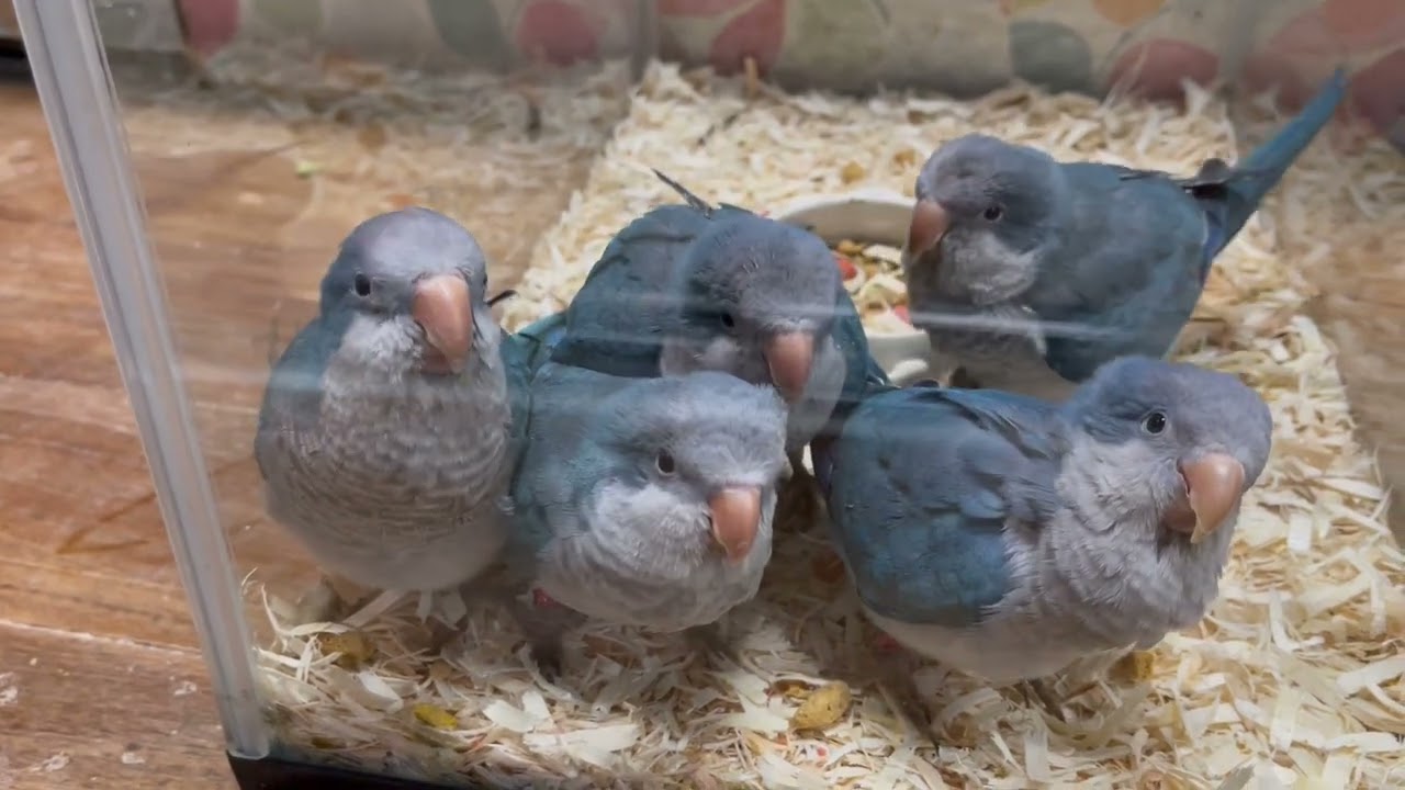 FREAK  オキナインコ ブルー 幼鳥 5羽入店 販売中